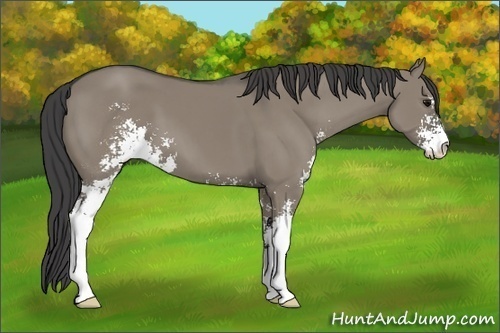 Horse Color:Smoky Grullo Sabino