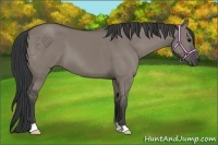 Horse Color:Grullo 
