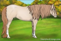 Horse Color:Buckskin Pearl 