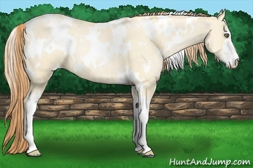 Horse Color:White Spotted Buckskin Pearl Dun Sabino 