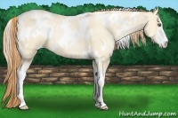 Horse Color:White Spotted Buckskin Pearl Dun Sabino 