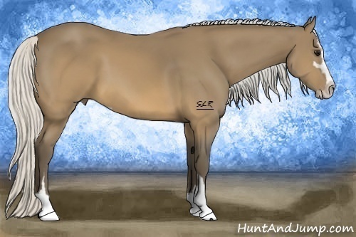 Horse Color:Silver Buckskin Sabino 