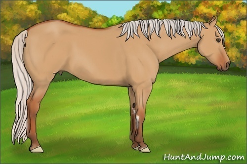Horse Color:Silver Bay Dun Frame 