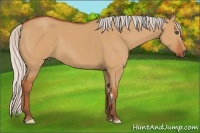 Horse Color:Silver Bay Dun Frame