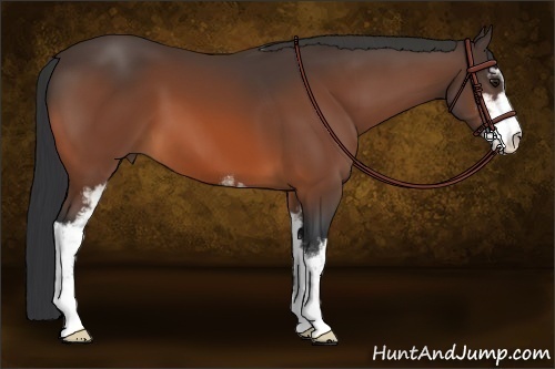 Horse Color:Bay Sabino 