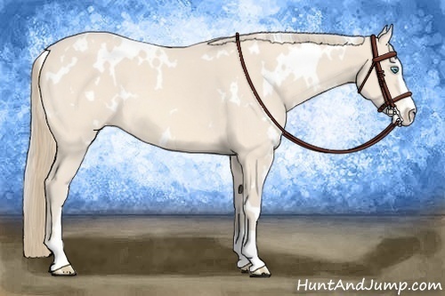 Horse Color:White Spotted Perlino Sabino