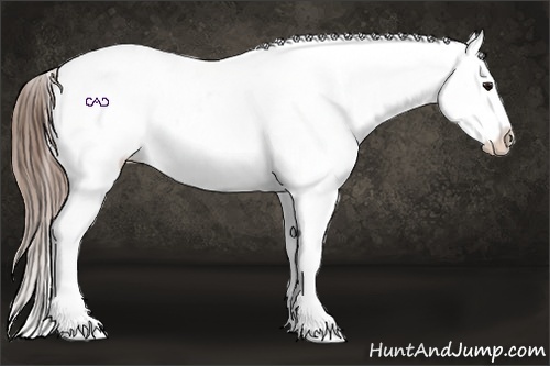 Horse Color:White Spotted Buckskin Blanket 