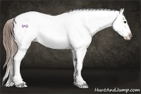 Horse Color:White Spotted Buckskin Blanket