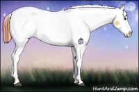 Horse Color:Bay Dun Snowcap