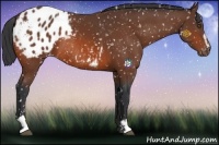 Horse Color:Bay Sabino Appaloosa Rabicano