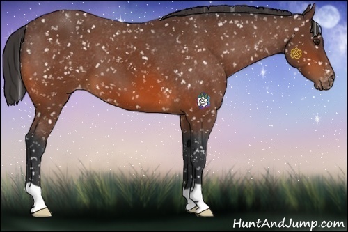 Horse Color:Bay Snowflake Varnish