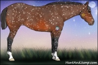 Horse Color:Bay Snowflake Varnish
