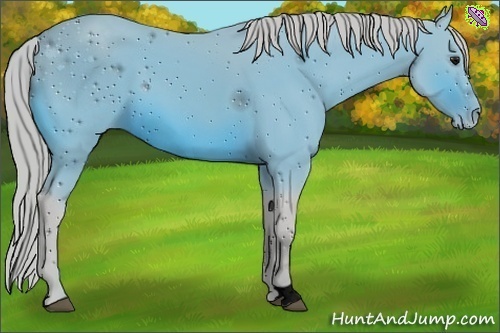 Horse Color:ERROR: UNKNOWN ANOMALY
