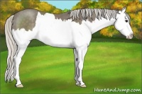 Horse Color:Silver Smoky Black Sabino Splash