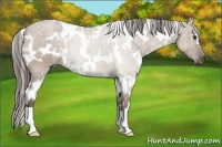 Horse Color:White Spotted Liver Red Dun 