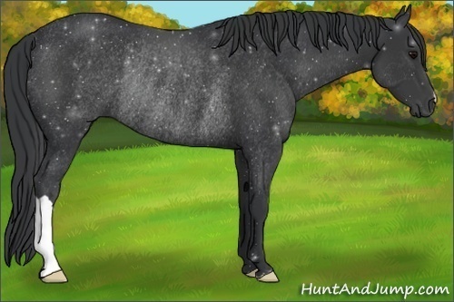 Horse Color:Black Rabicano