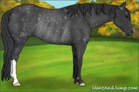 Horse Color:Black Rabicano 