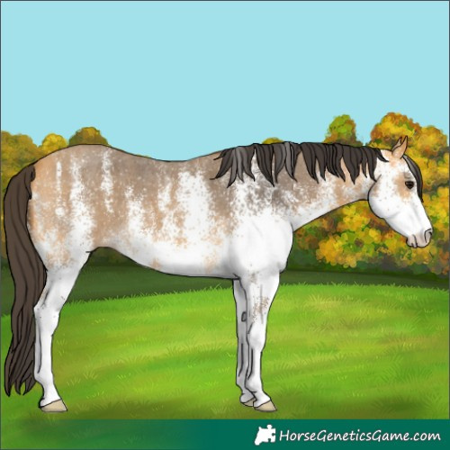 Horse Color:White Spotted Buckskin 