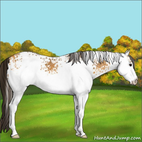 Horse Color:White Spotted Buckskin 