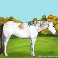 Horse Color:White Spotted Buckskin 