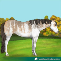Horse Color:White Spotted Buckskin 