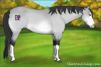 Horse Color:Buckskin Chinchilla Splash