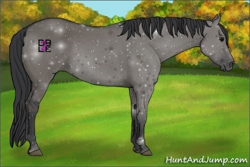 Horse Color:Grullo