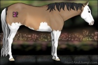Horse Color:Bay Dun Splash 
