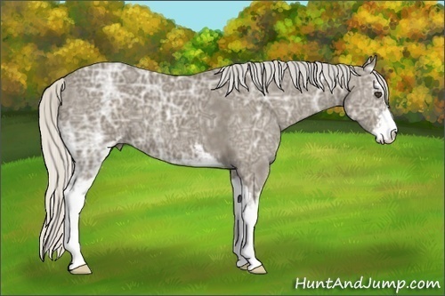 Horse Color:Silver Smoky Black Ice Sabino 