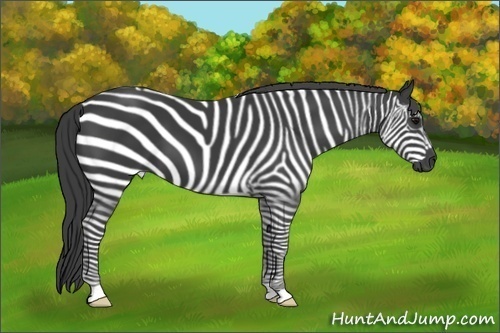 Horse Color:Smoky Black