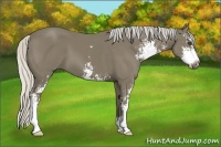Horse Color:Silver Smoky Black Sabino 