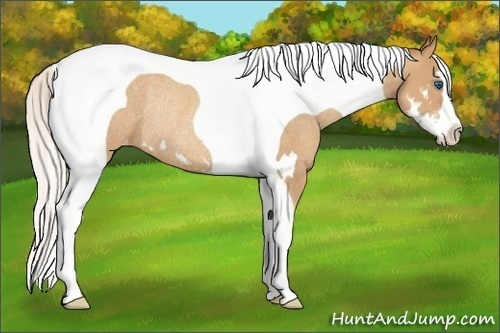 Horse Color:Silver Sable Champagne Splash Tobiano Frame Varnish Rabicano 