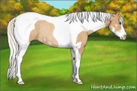 Horse Color:Silver Sable Champagne Splash Tobiano Frame Appaloosa Rabicano