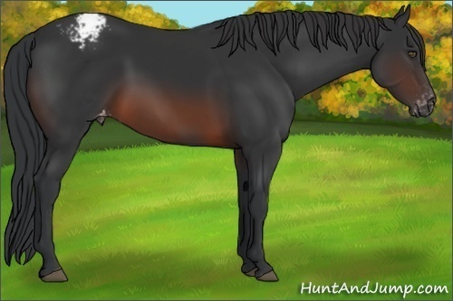 Horse Color:Brown Appaloosa 