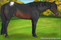 Horse Color:Brown Appaloosa