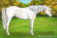 Horse Color:Smoky Creme Dun Tobiano