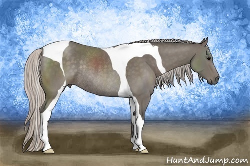 Horse Color:Silver Black Tobiano Rabicano 