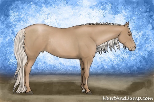 Horse Color:Silver Black Pearl Sabino Rabicano