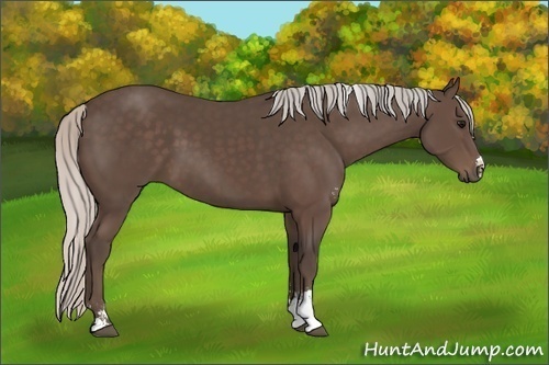 Horse Color:Silver Black Sabino Rabicano 