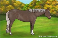 Horse Color:Silver Black Sabino Rabicano 