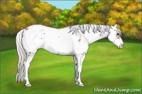 Horse Color:Silver Grullo Sabino Rabicano