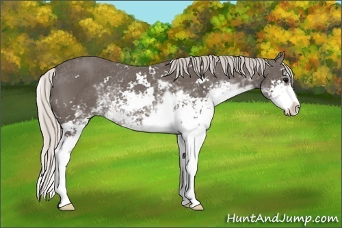 Horse Color:Silver Black Sabino Rabicano 