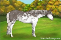 Horse Color:Silver Black Sabino Rabicano 