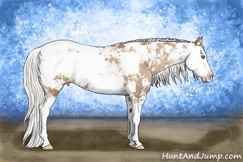 Horse Color:Silver Black Pearl Sabino 