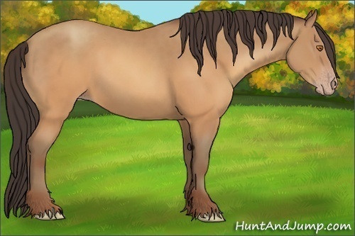Horse Color:Sable Champagne 