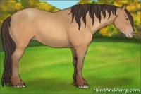 Horse Color:Sable Champagne