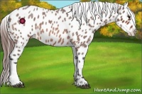 Horse Color:Brown Roan Near Leopard 