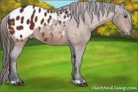 Horse Color:Bay Appaloosa 