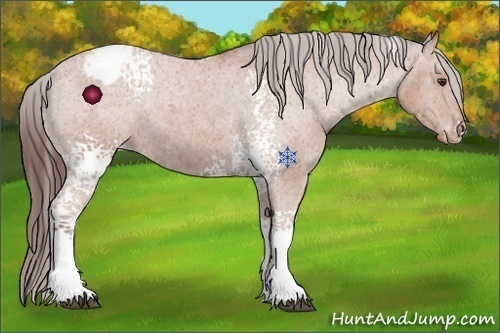 Horse Color:White Spotted Bay Appaloosa 