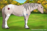 Horse Color:White Spotted Bay Appaloosa 